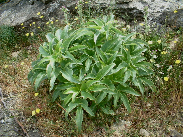 Helleborus lividus subsp. corsicus / Elleboro corso